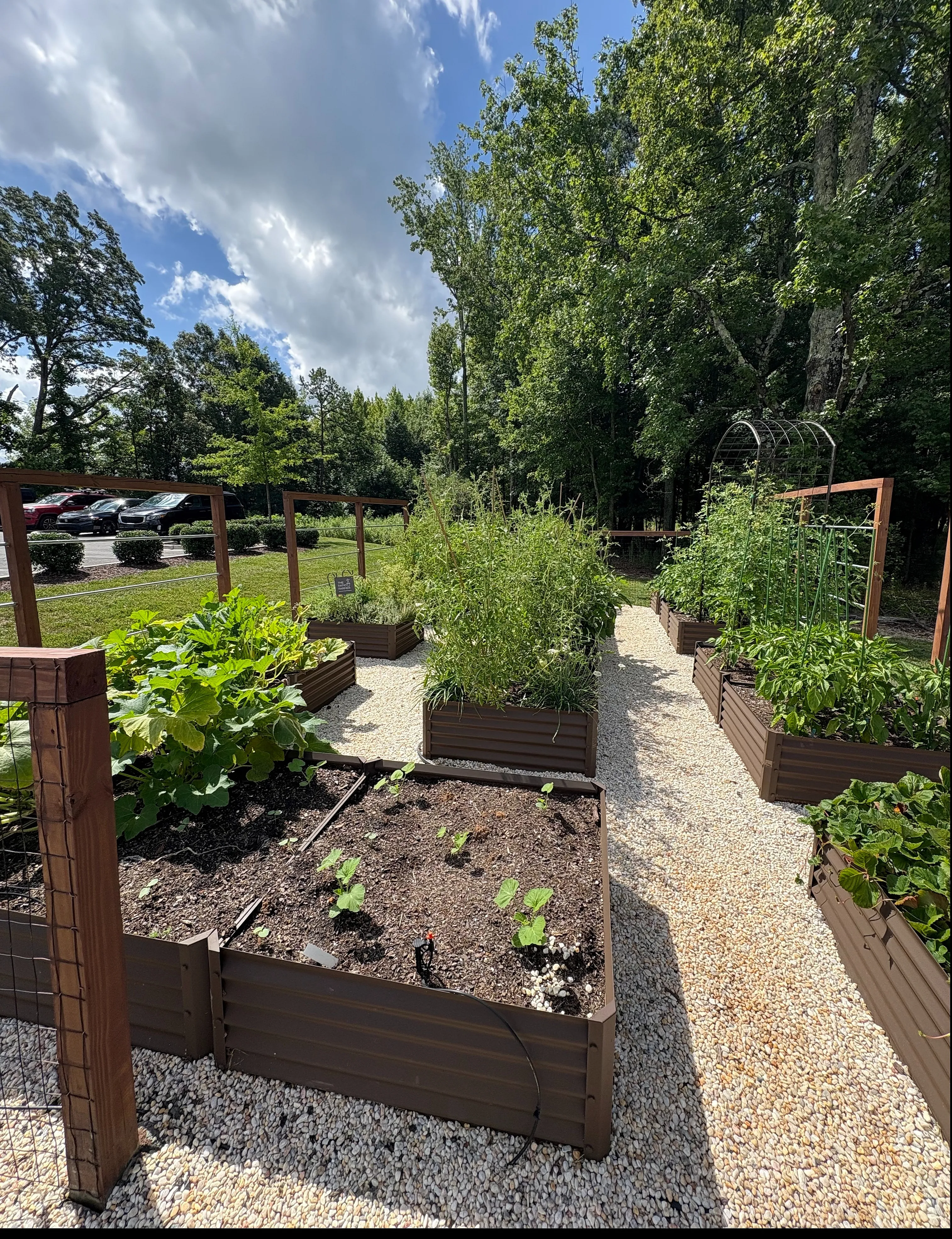 Charming community garden with raised beds thriving under a bright blue sky, surrounded by lush greenery.