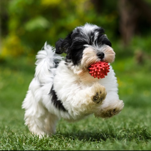 Pet Friendly Apartments in West Baton Rouge, LA
