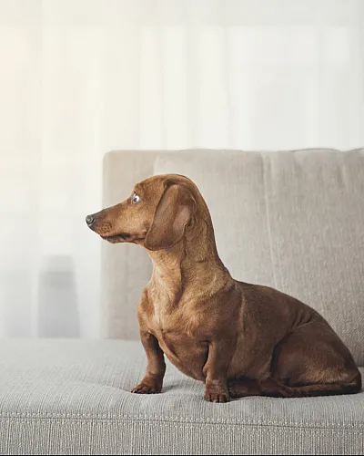Dachshund sitting on a comfortable grey sofa by a window with soft natural light.