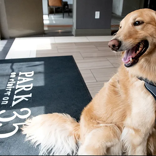 Friendly golden retriever sitting happily at the entrance of a modern apartment lobby with a Park on Clair rug.