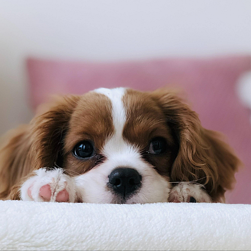 Adorable puppy with soft fur lounging on a cozy bed, creating a warm and inviting home ambiance.