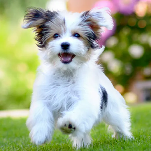 Joyful small dog with fluffy fur playfully running on green grass, set against a vibrant garden backdrop.