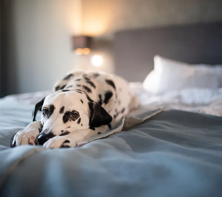 Cozy bedroom with elegant decor featuring a relaxed dalmatian comfortably lounging on a soft, plush bed.