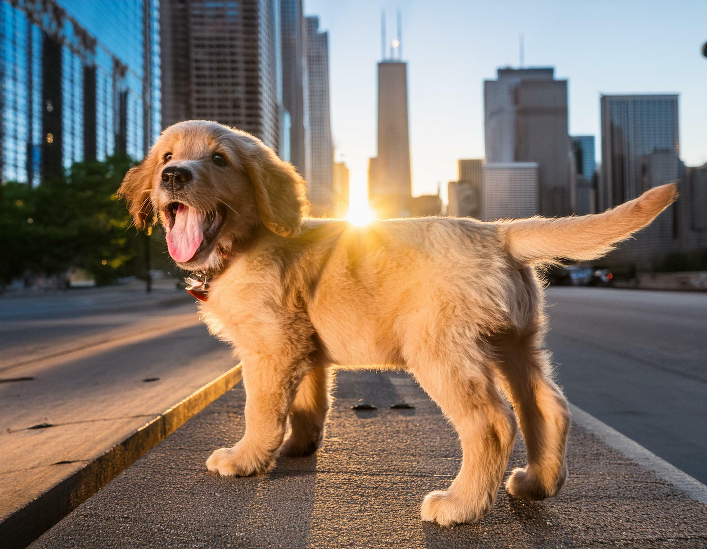 Paws and Play: The Ultimate Guide to Pet Resources in Chicago’s River North & West Loop-image