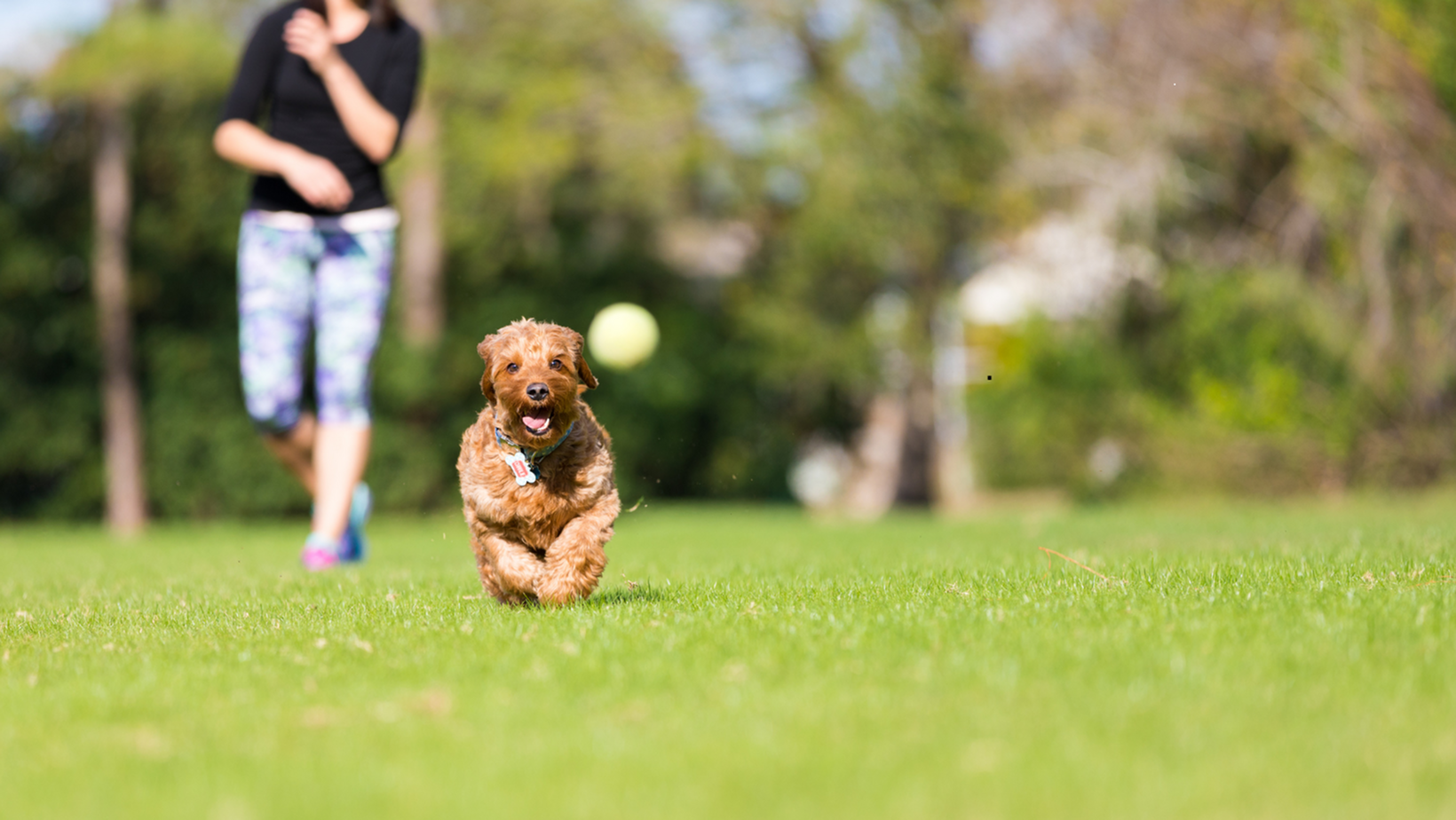 Pet-Friendly Living in Garland: A Guide for You and Your Furry Friend-image