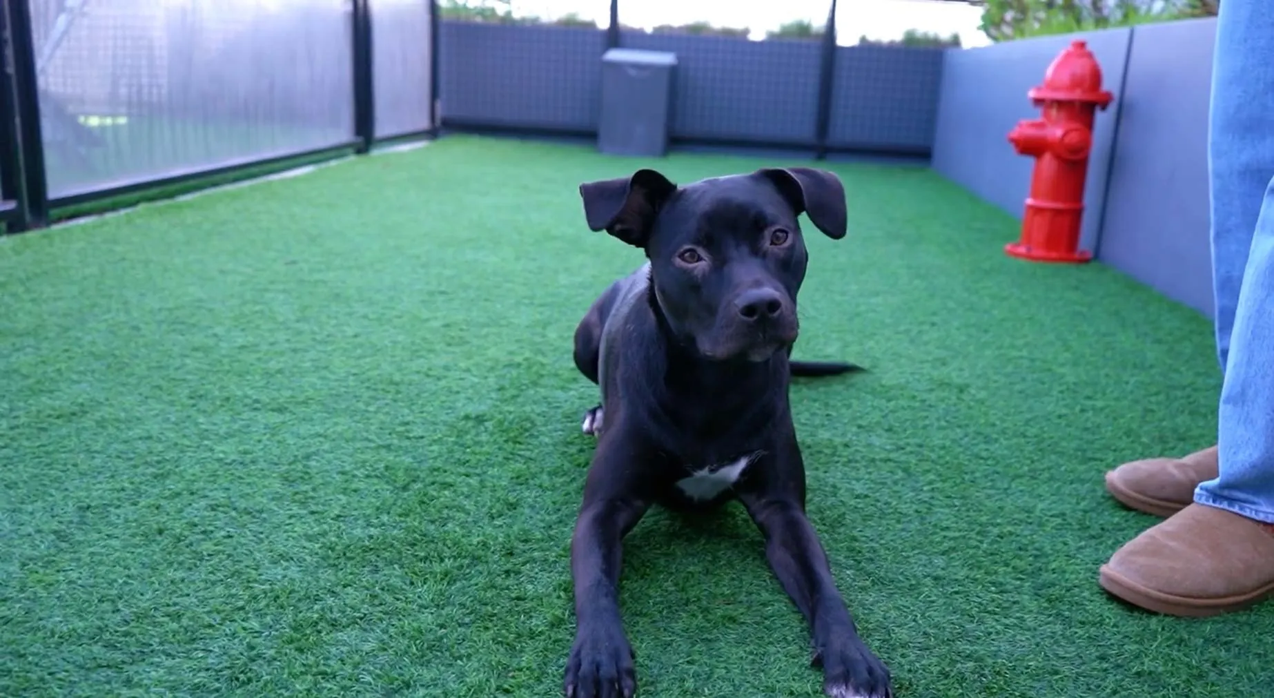 Charming dog relaxing on a private rooftop terrace with lush green artificial grass, perfect for pet-friendly urban living.