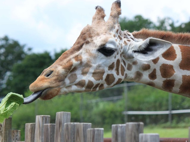 ok zoo