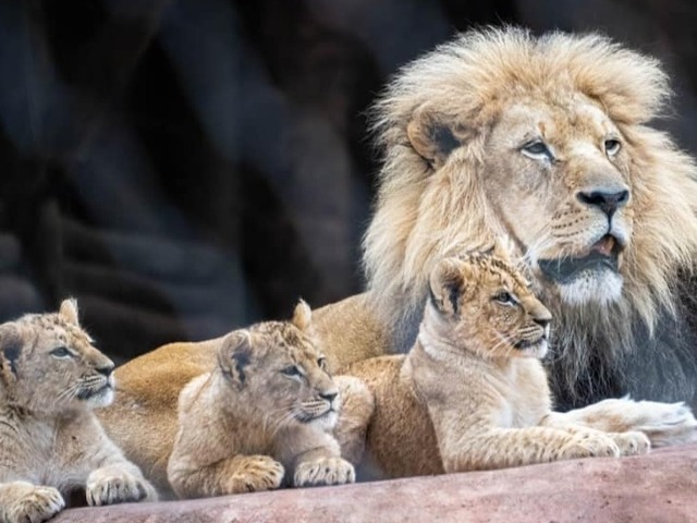 OKC Zoo