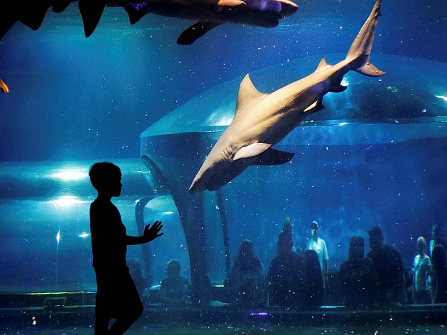 Enchanting aquarium scene featuring a graceful shark swimming in a large tank, with a silhouette of a child observing in awe, surrounded by a serene blue ambiance.