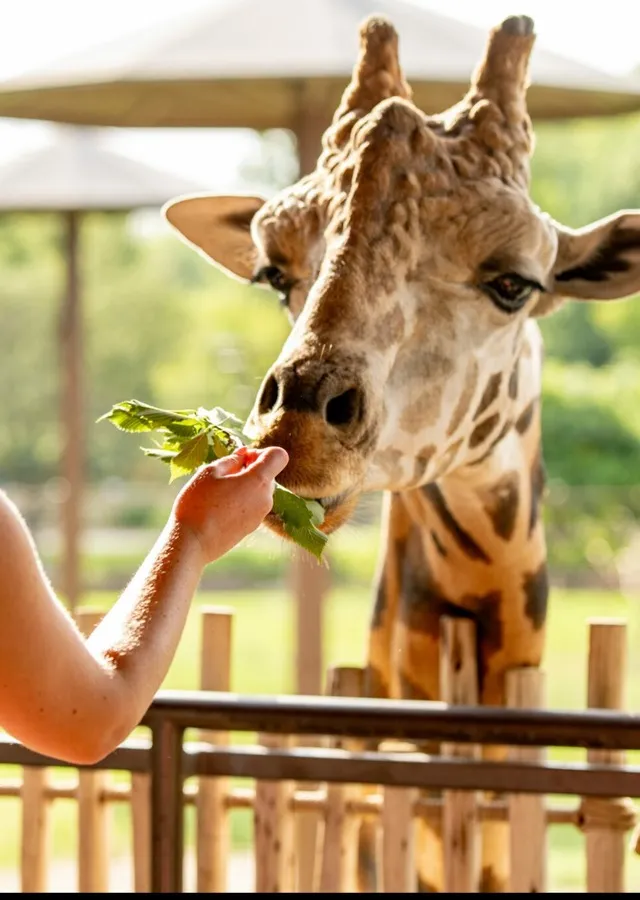 zoo
