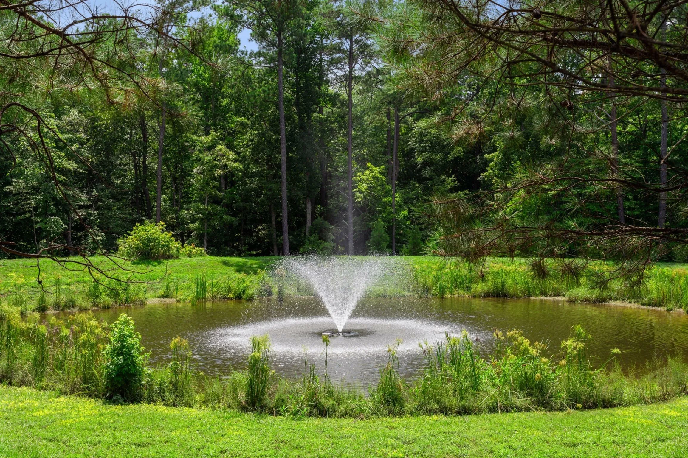 Pond