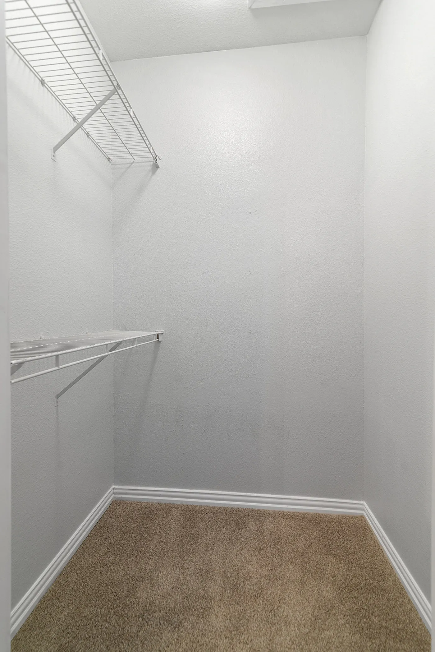 Spacious walk-in closet with sleek white shelving and plush carpet flooring, perfect for organized living.