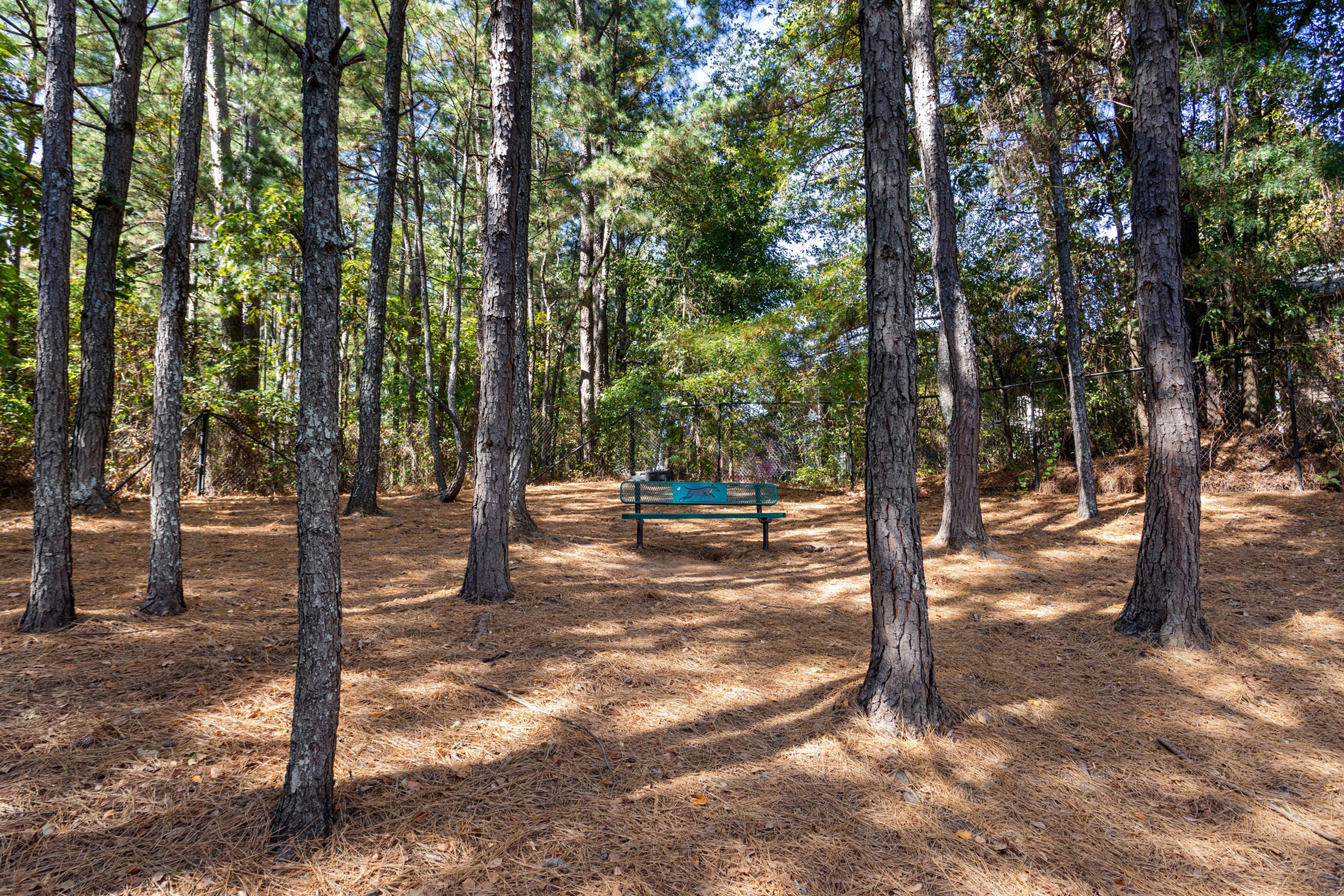 Tranquil forest setting with a charming bench surrounded by tall trees, perfect for relaxation and nature lovers.