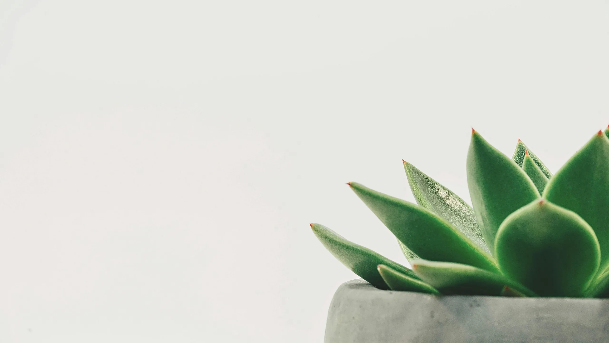 Minimalist close-up of a vibrant green succulent in a sleek grey pot, set against a clean white background.