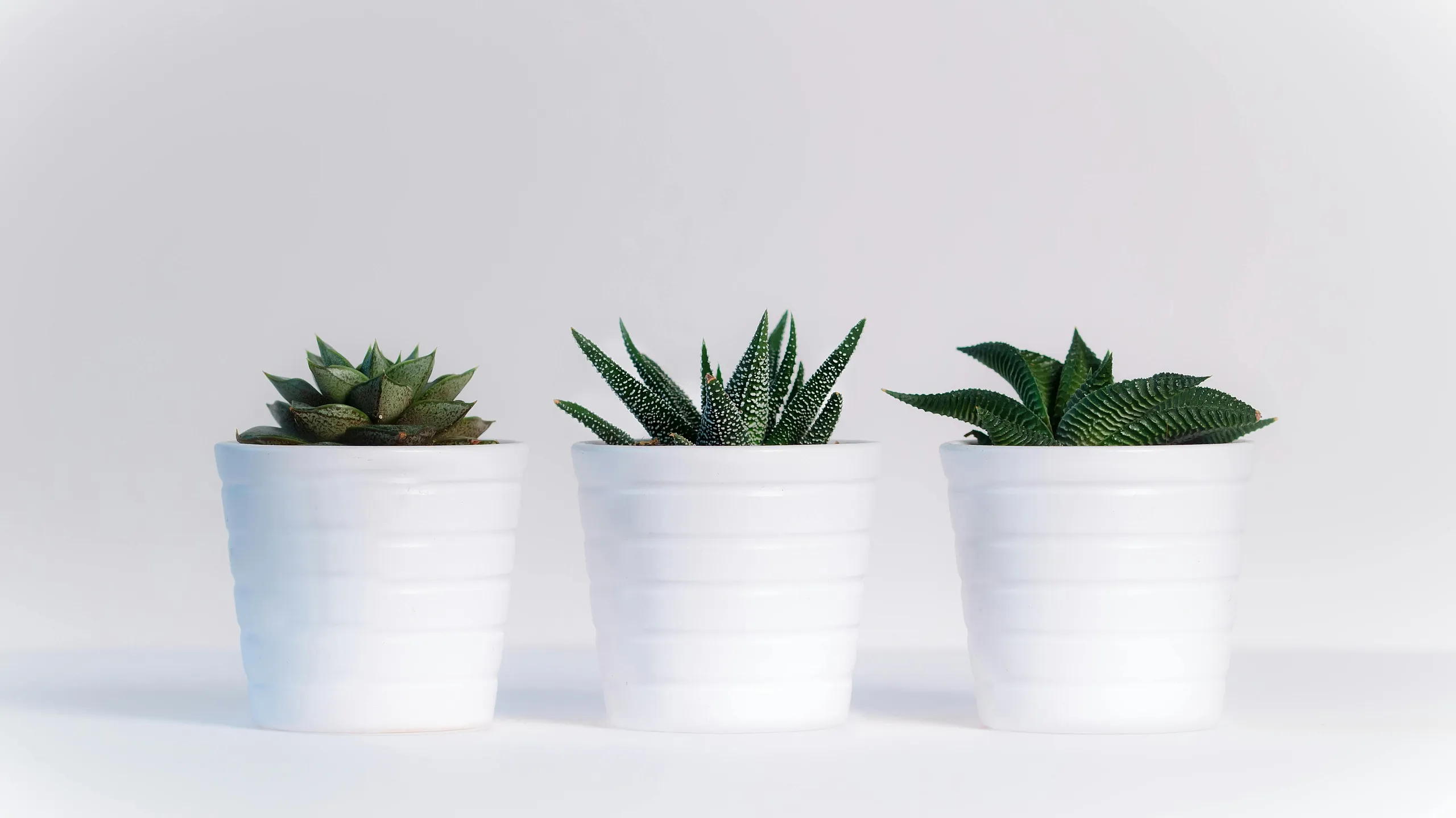 Chic arrangement of three succulent plants in sleek white pots, perfect for adding a touch of nature to modern interiors.