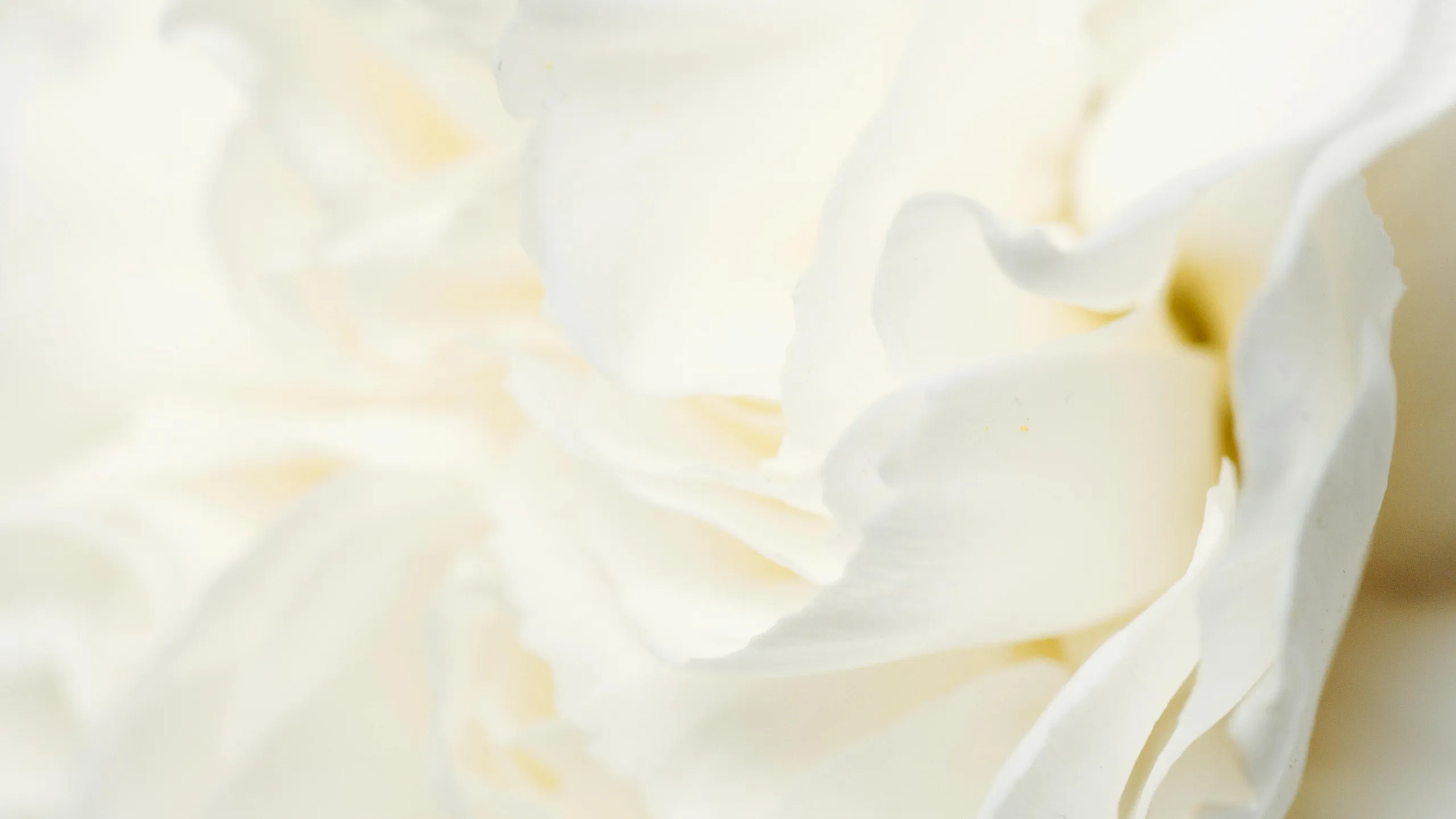 Close-up of delicate white rose petals with a soft, elegant texture.
