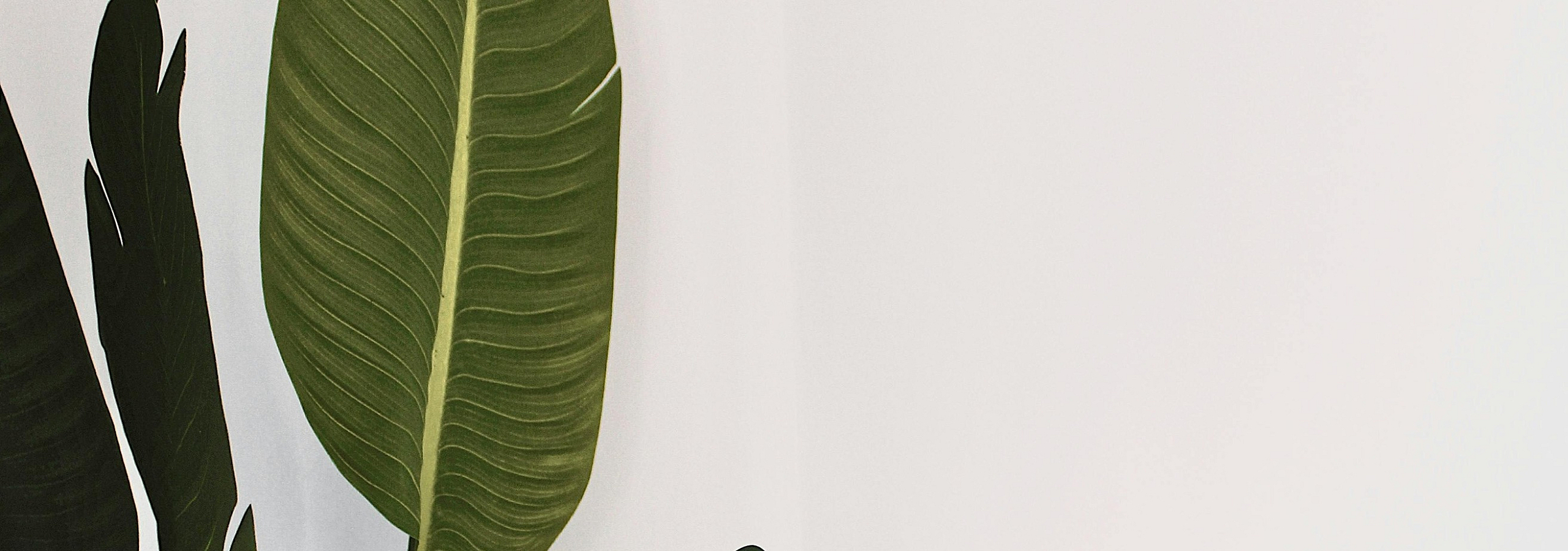 Elegant interior plant decor with lush green leaves against a minimalist white background, perfect for a modern apartment aesthetic.