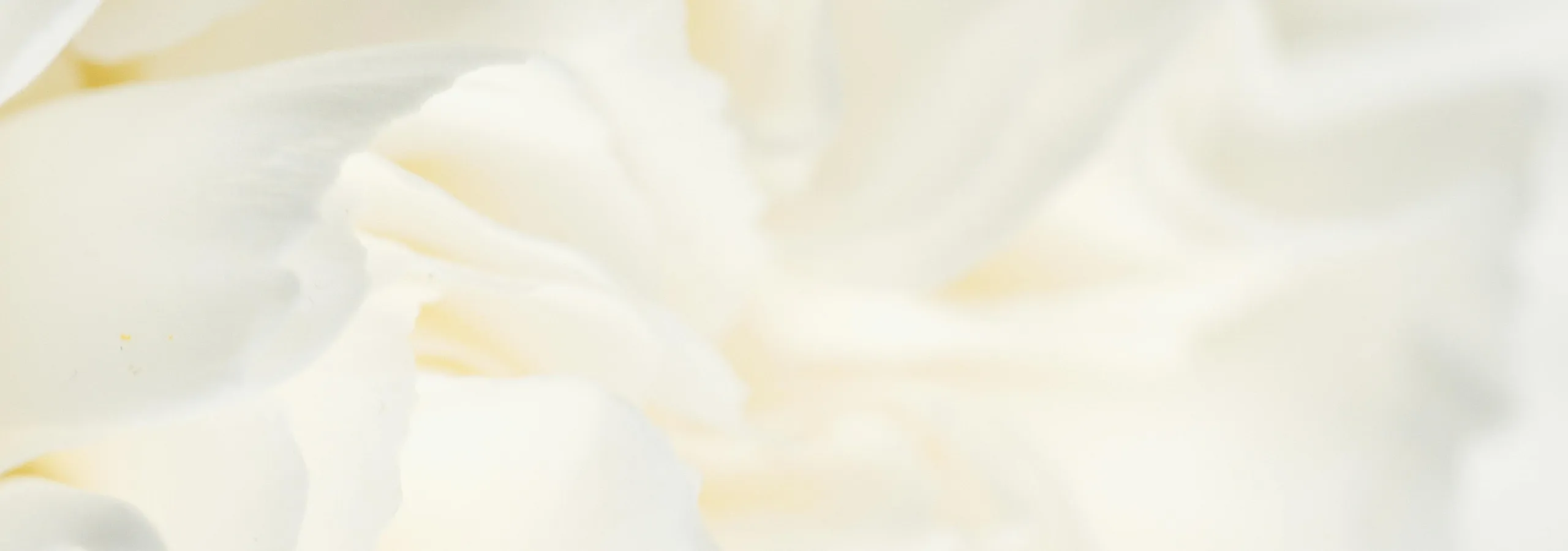 Close-up of elegant white rose petals with soft, delicate textures creating a serene and romantic ambiance.