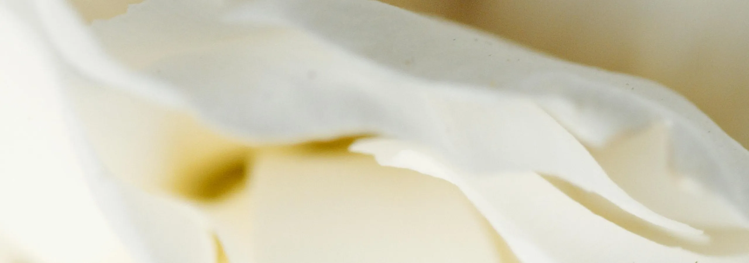 Close-up of delicate white petals, showcasing an elegant and serene floral texture.