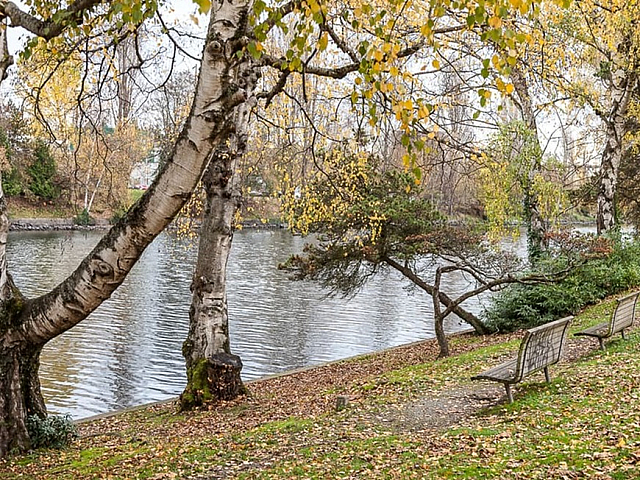 Serene park scene with vibrant autumn foliage, a tranquil river, and inviting benches beneath the trees.