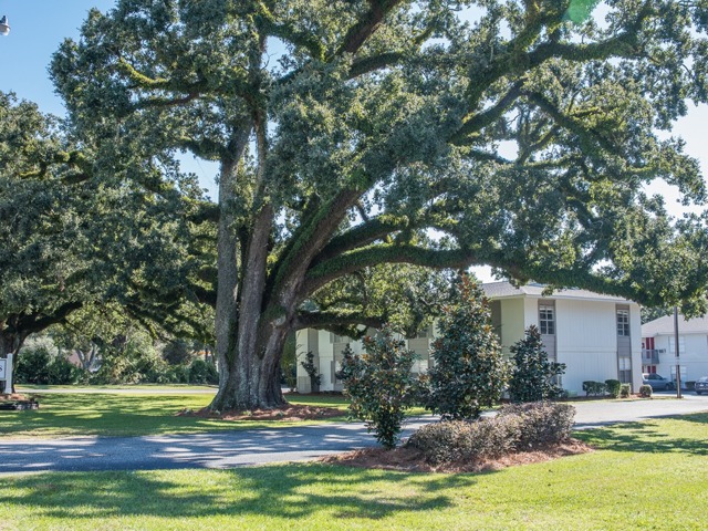 large oak