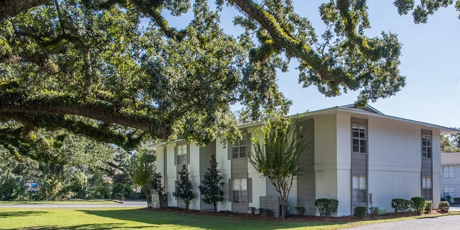live oak