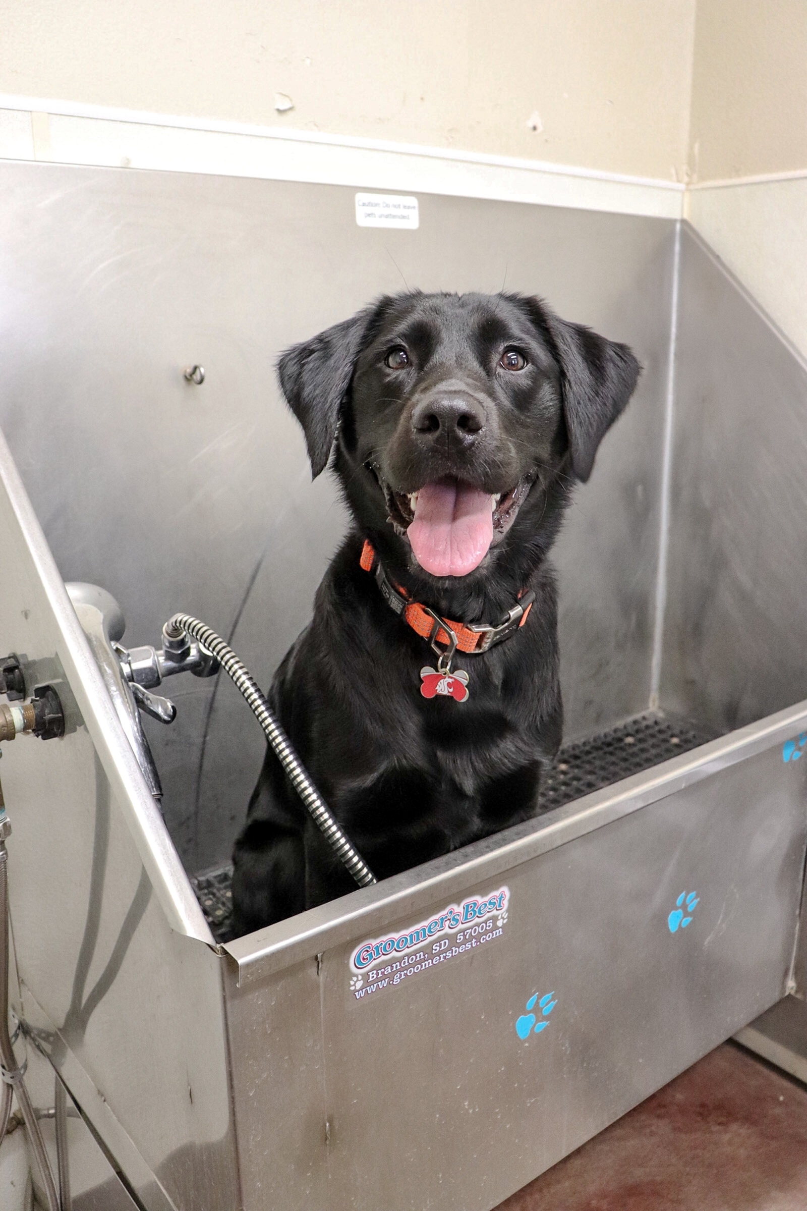 Adorable black Labrador joyfully sitting in a professional pet grooming tub, ready for a refreshing bath.