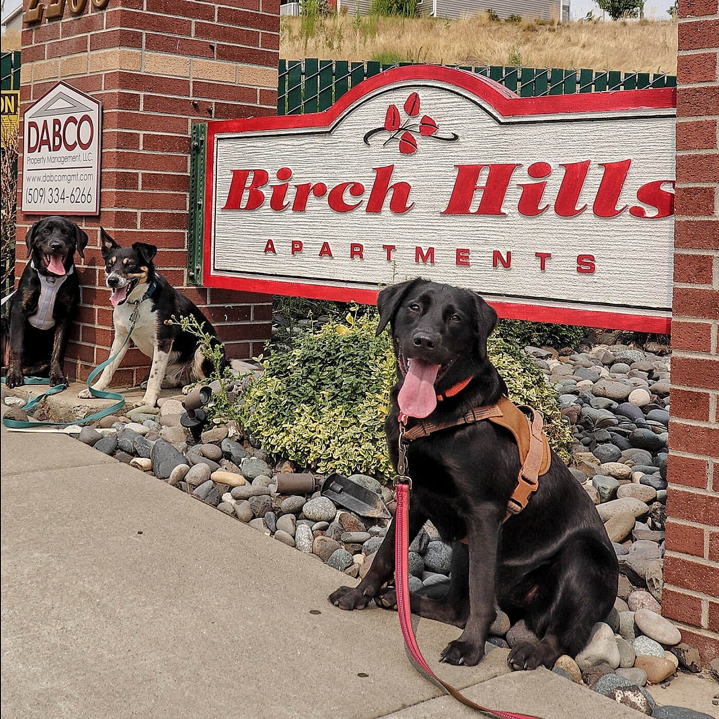 Welcoming entrance to Birch Hills Apartments featuring a vibrant sign with playful dogs in front, set against modern buildings and scenic landscaping.