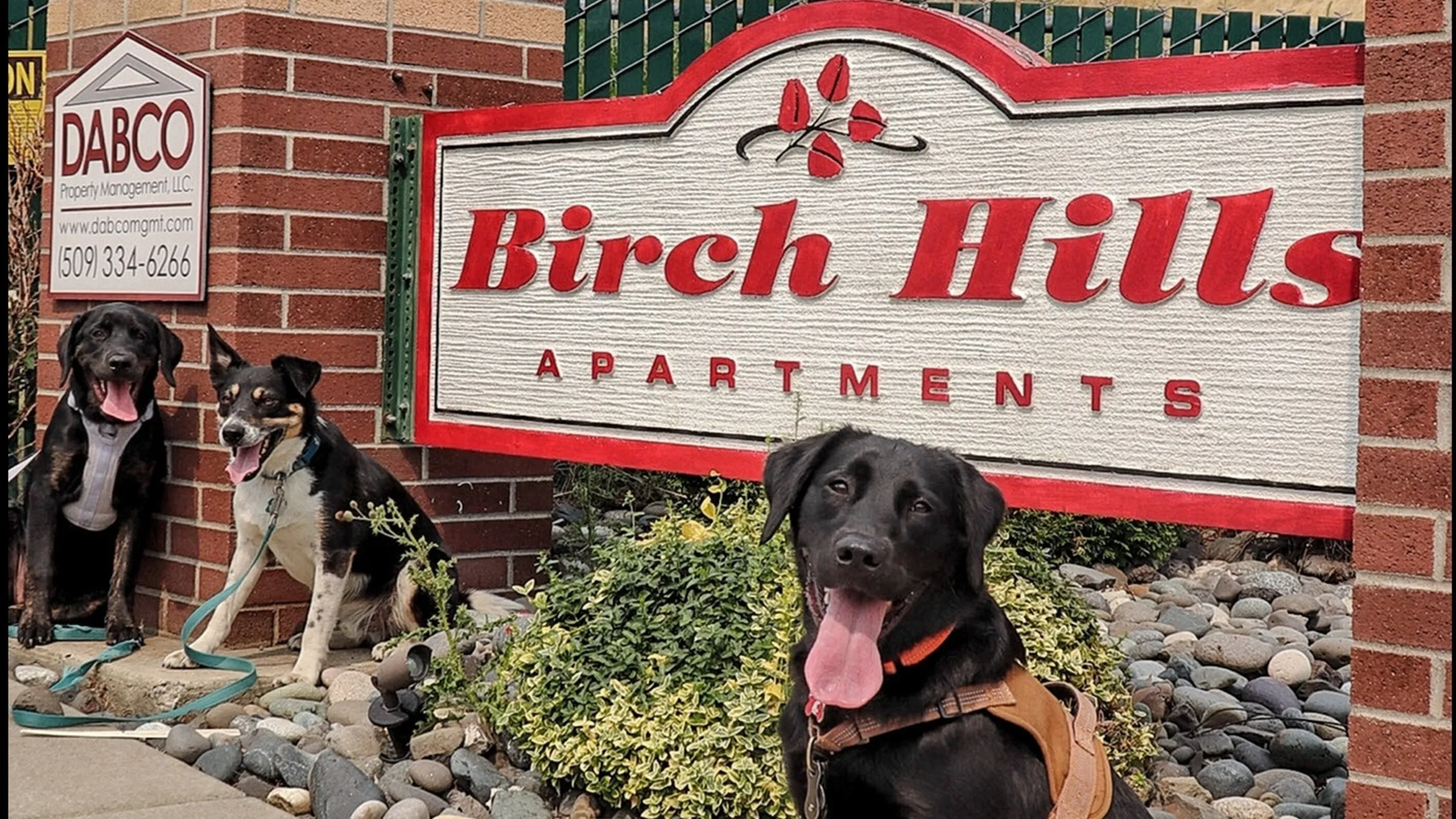 birch hills dogs