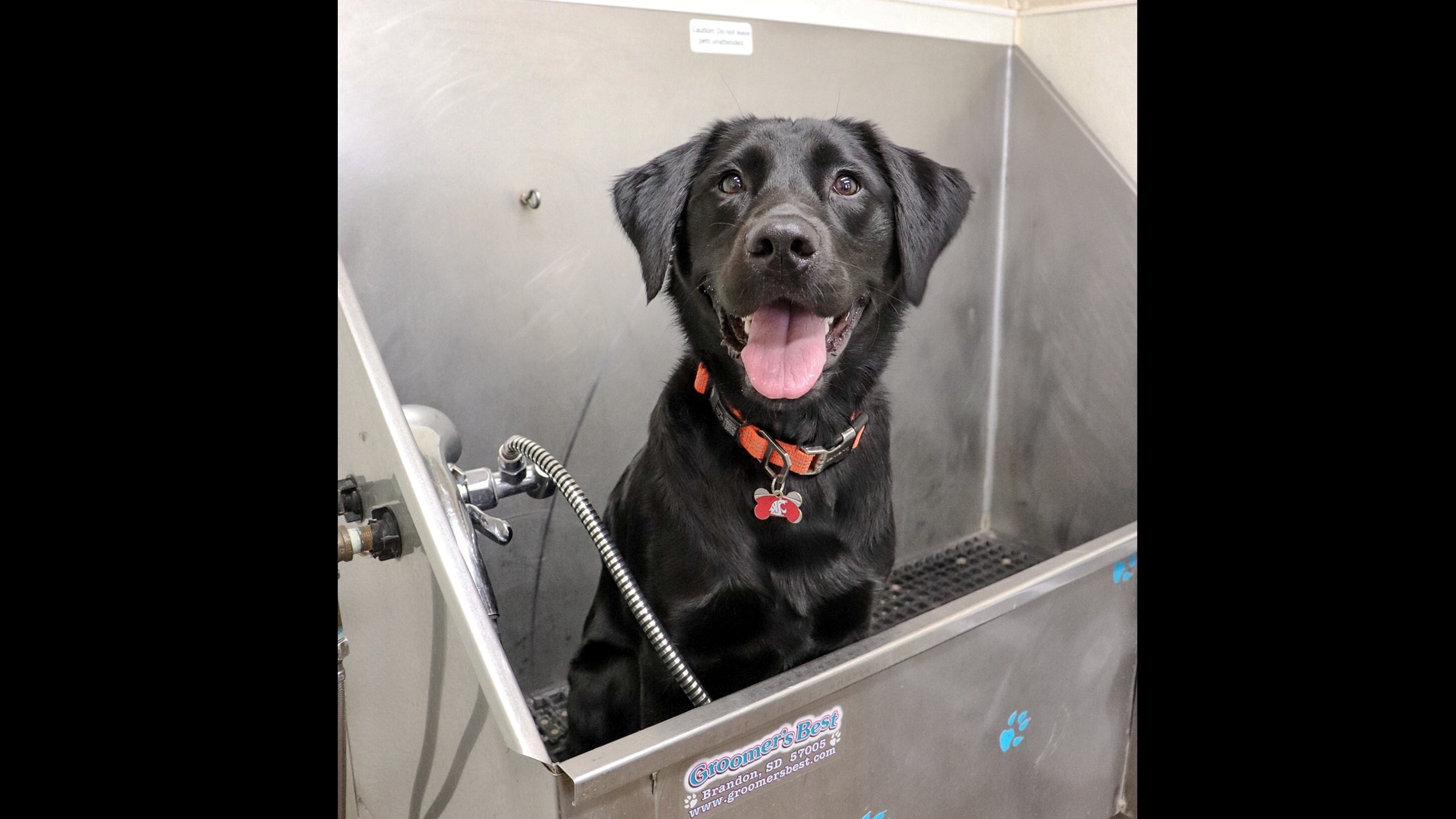 dog bath