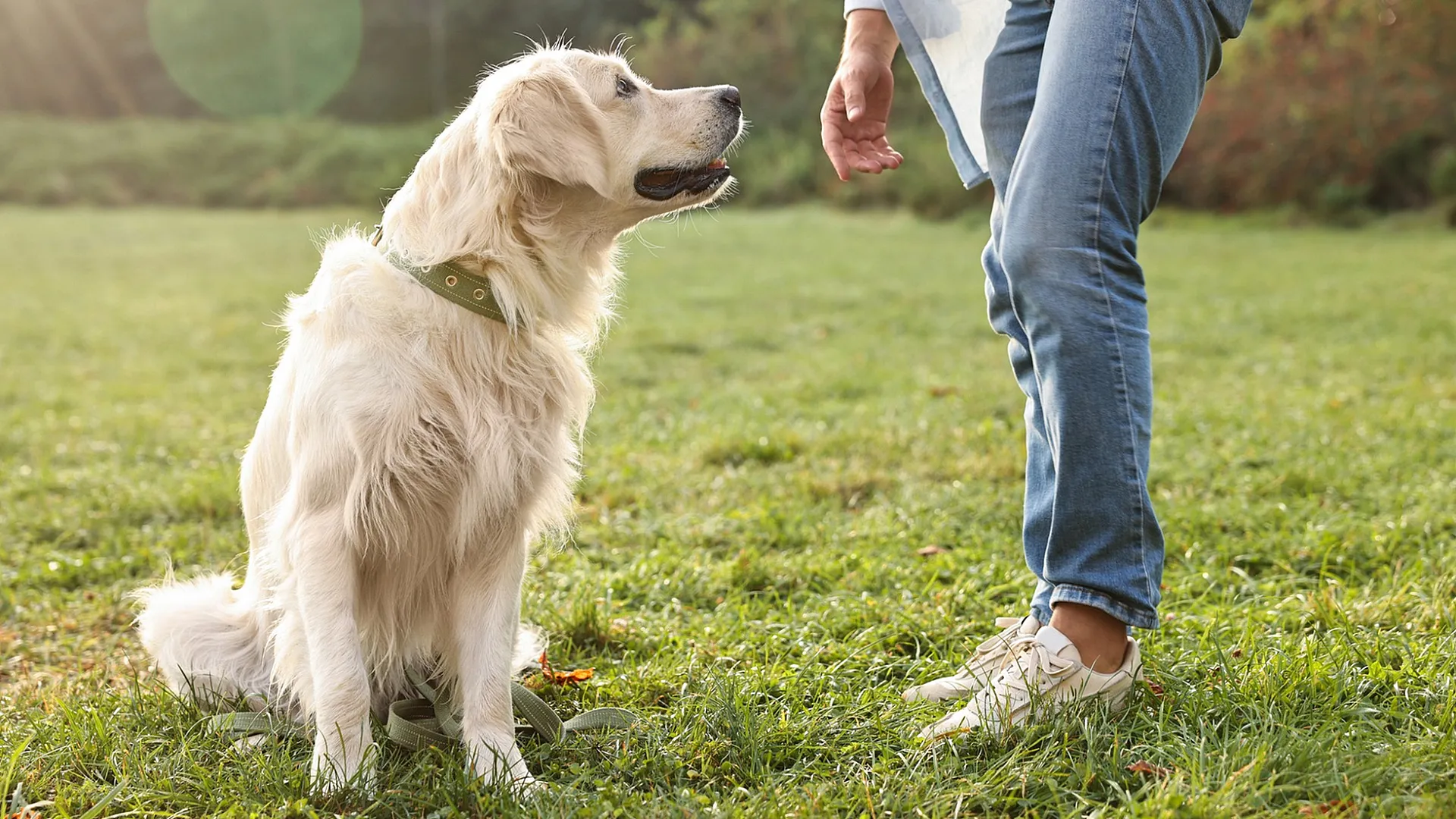 Golden retriever with a green collar sits attentively on a lush green lawn, person in jeans and sneakers stands nearby.