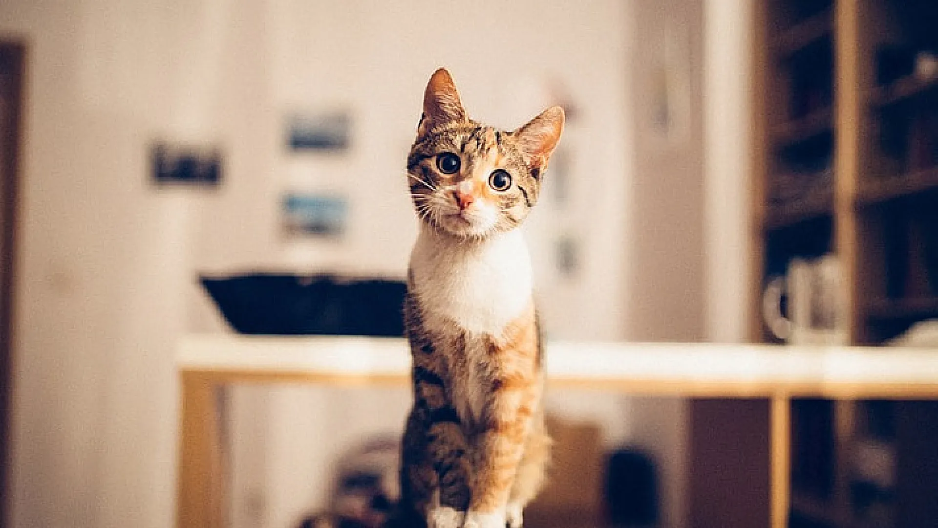 Charming and cozy apartment with a curious cat as the centerpiece, inviting warmth into the living space.