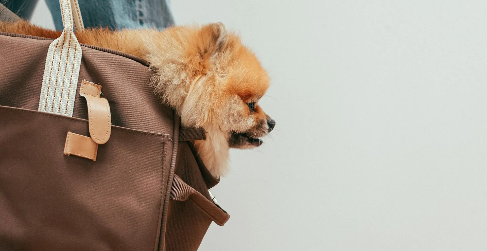 Charming dog comfortably nestled in a stylish brown travel bag, carried by a casually dressed person in jeans and sandals.