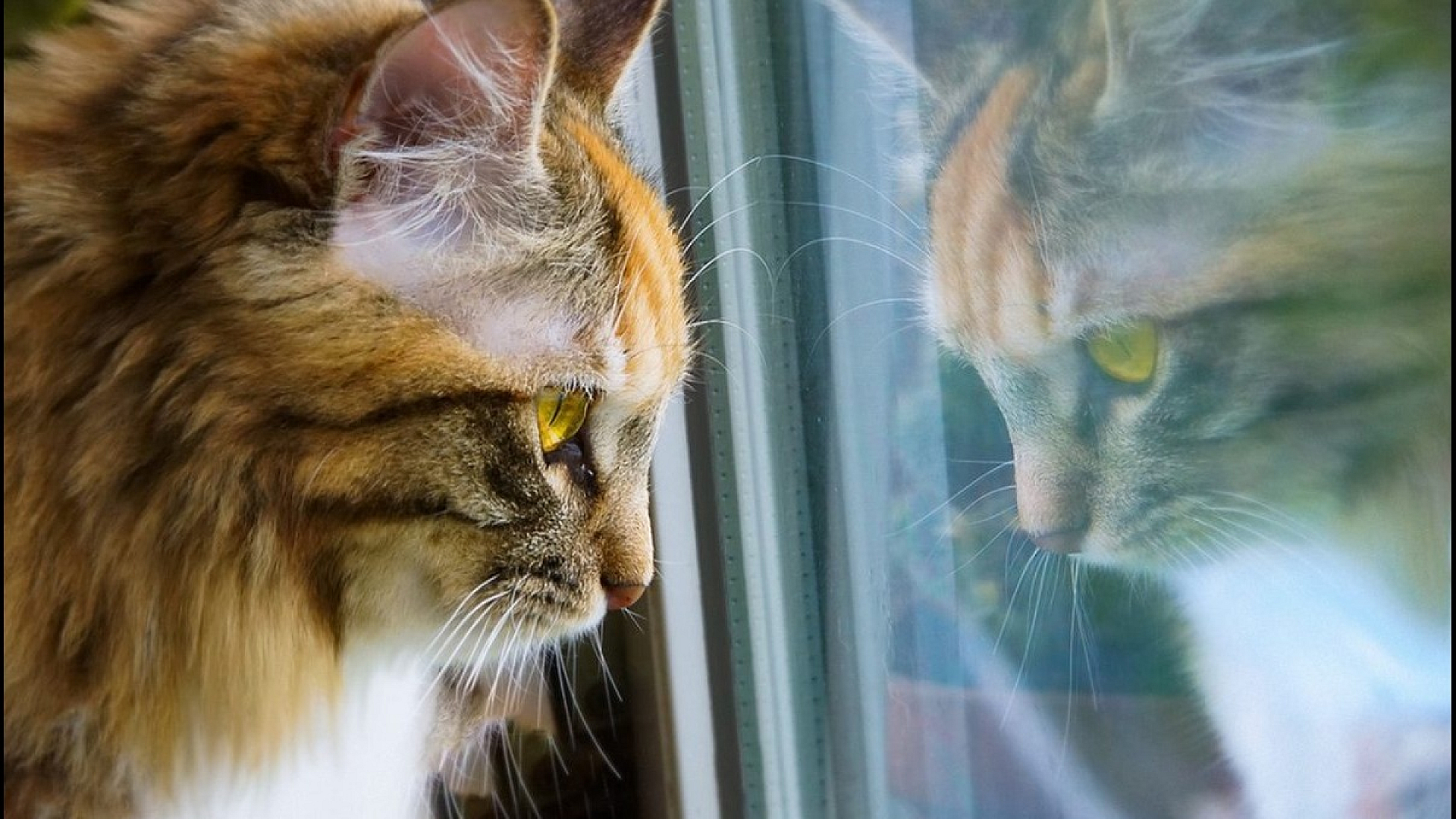 Close-up of a fluffy cat with striking yellow eyes gazing intently at its reflection in a glass window.