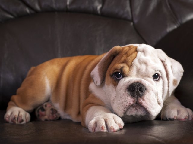 Image of Pets welcome for Carriage Homes (Closed)