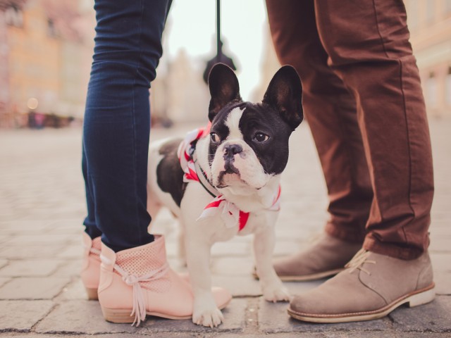 Image of Pets Allowed for Velo Apartments (Closed)
