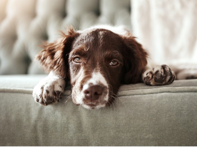 Image of Pet Friendly for Deer Park Crossing (Closed)