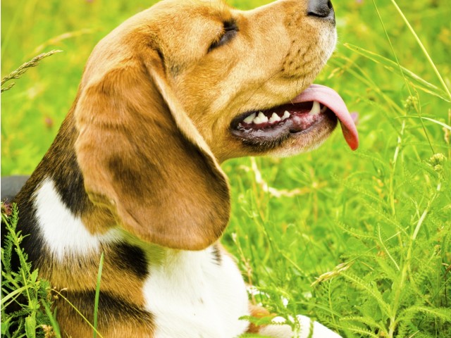 Image of Pet Friendly - No weight limit! Up to three pets per home for The Park at Avilla (Closed)