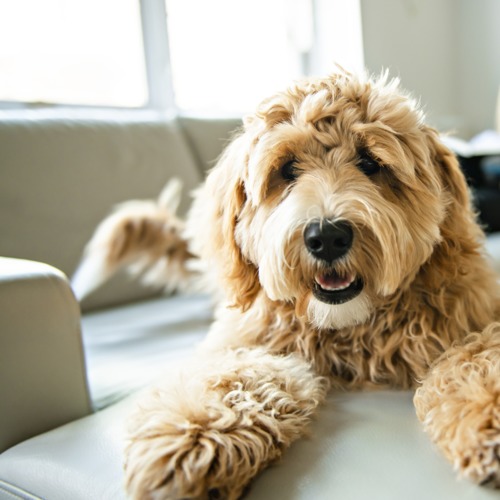 Golden Doodle laying on Couch