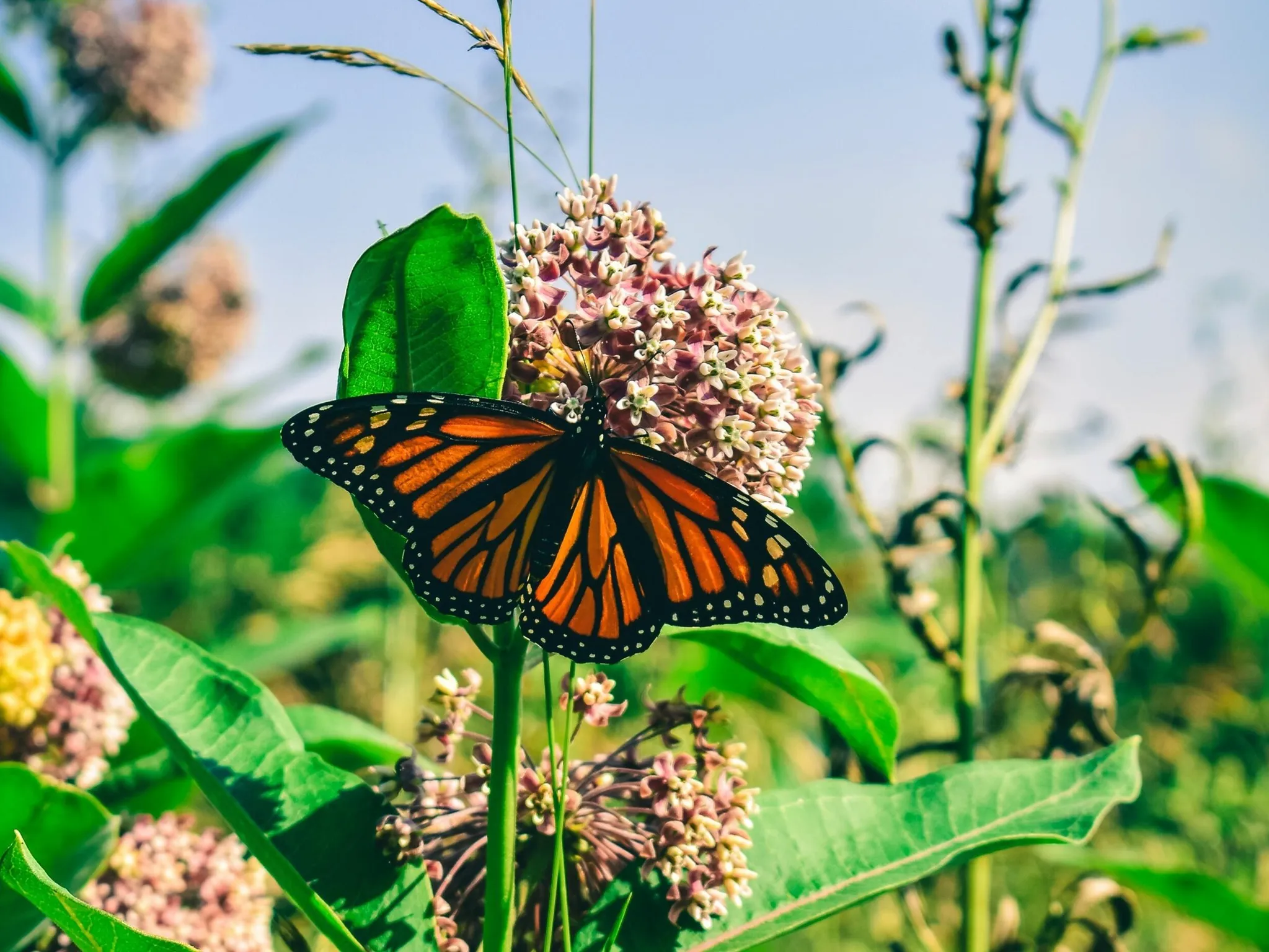 Pollinator Gardens