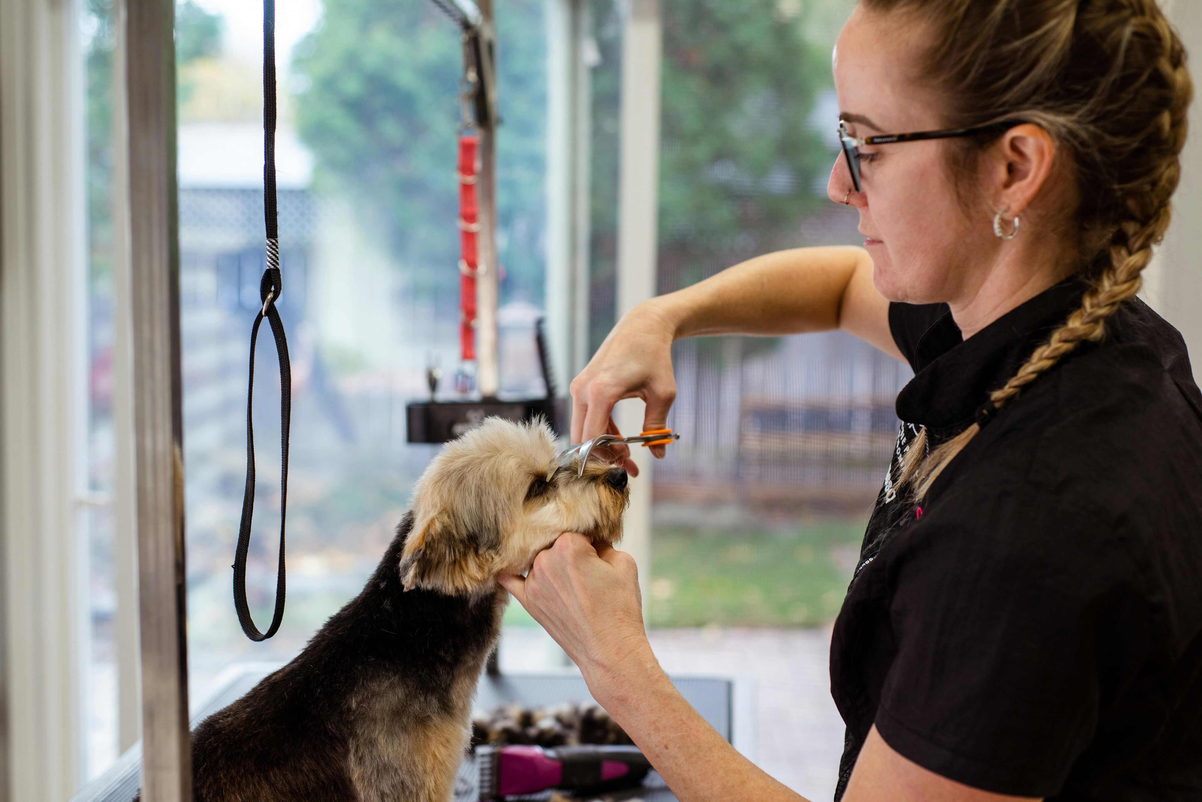 The Best Pet Services in Salt Lake City for Your Four-Legged Friends-image