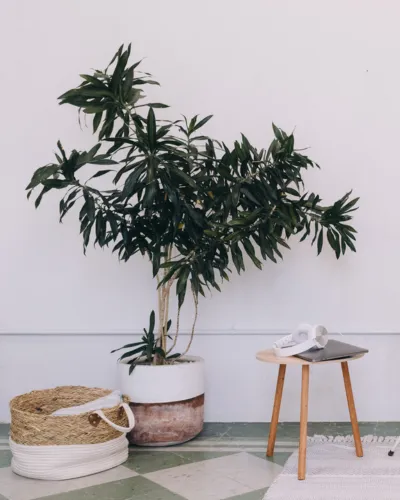 Chic indoor setting with a lush green potted plant, stylish woven basket, and modern wooden stool, perfect for a cozy corner.
