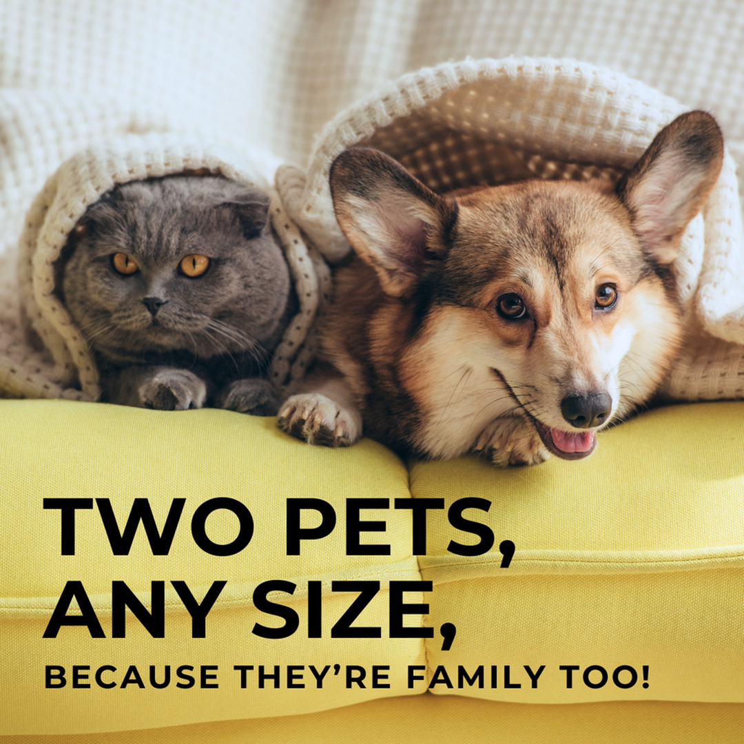 Adorable Corgi and gray cat snuggled under a cozy blanket on a vibrant yellow sofa, celebrating the joy of pet-friendly living.