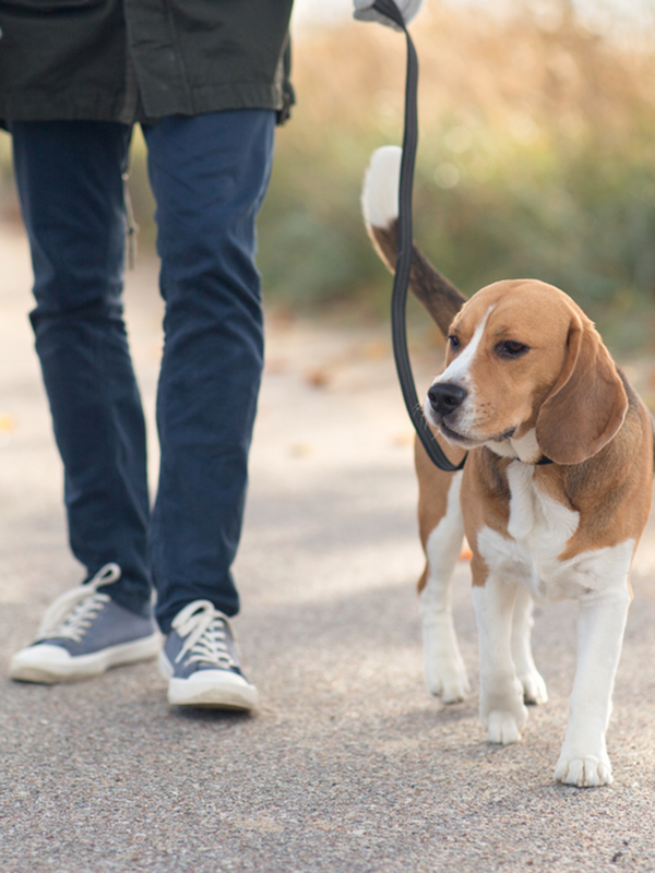 Charming beagle on a serene walk, showcasing the perfect pet-friendly neighborhood ambiance.