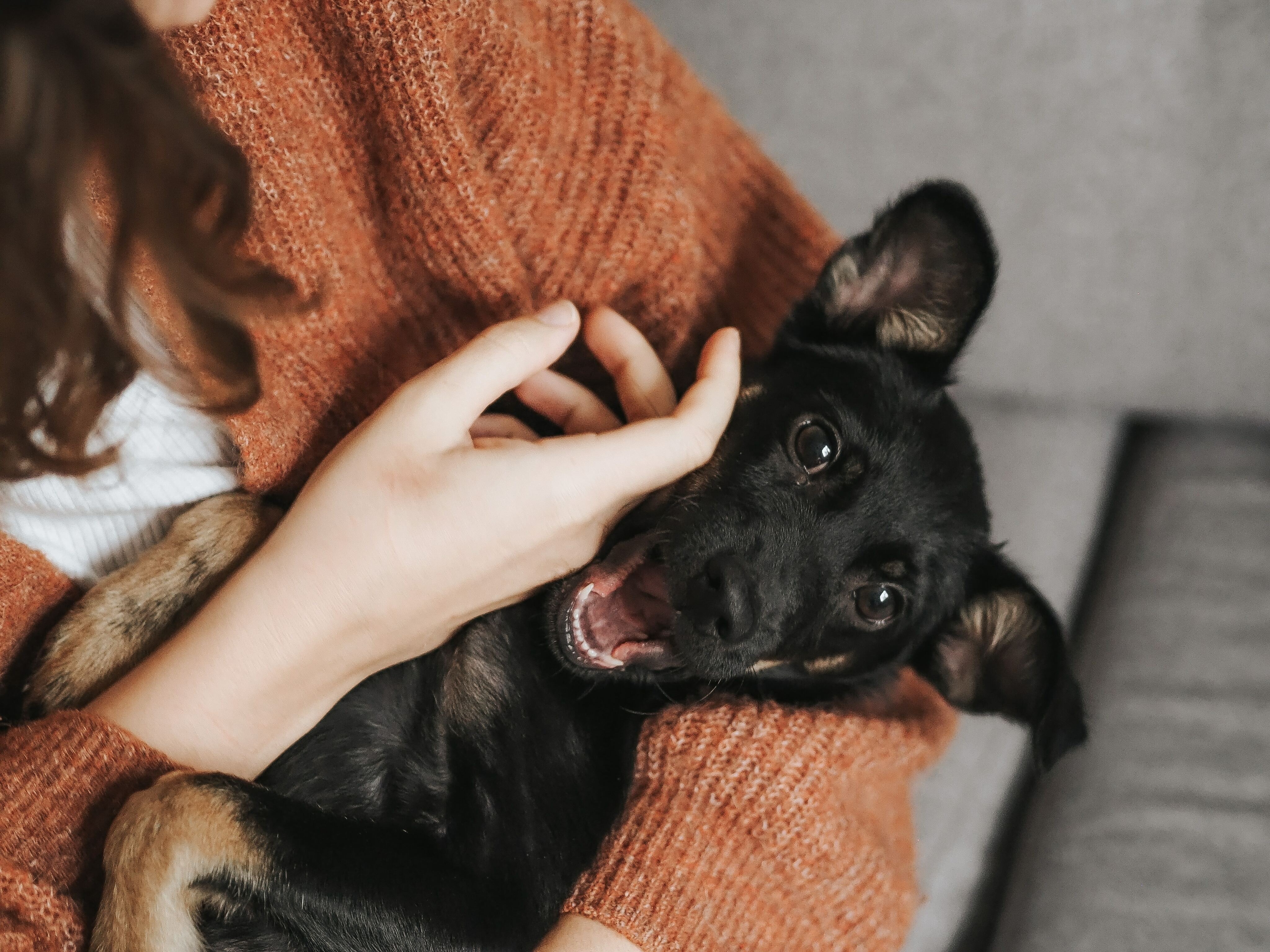 pet friendly cat dog