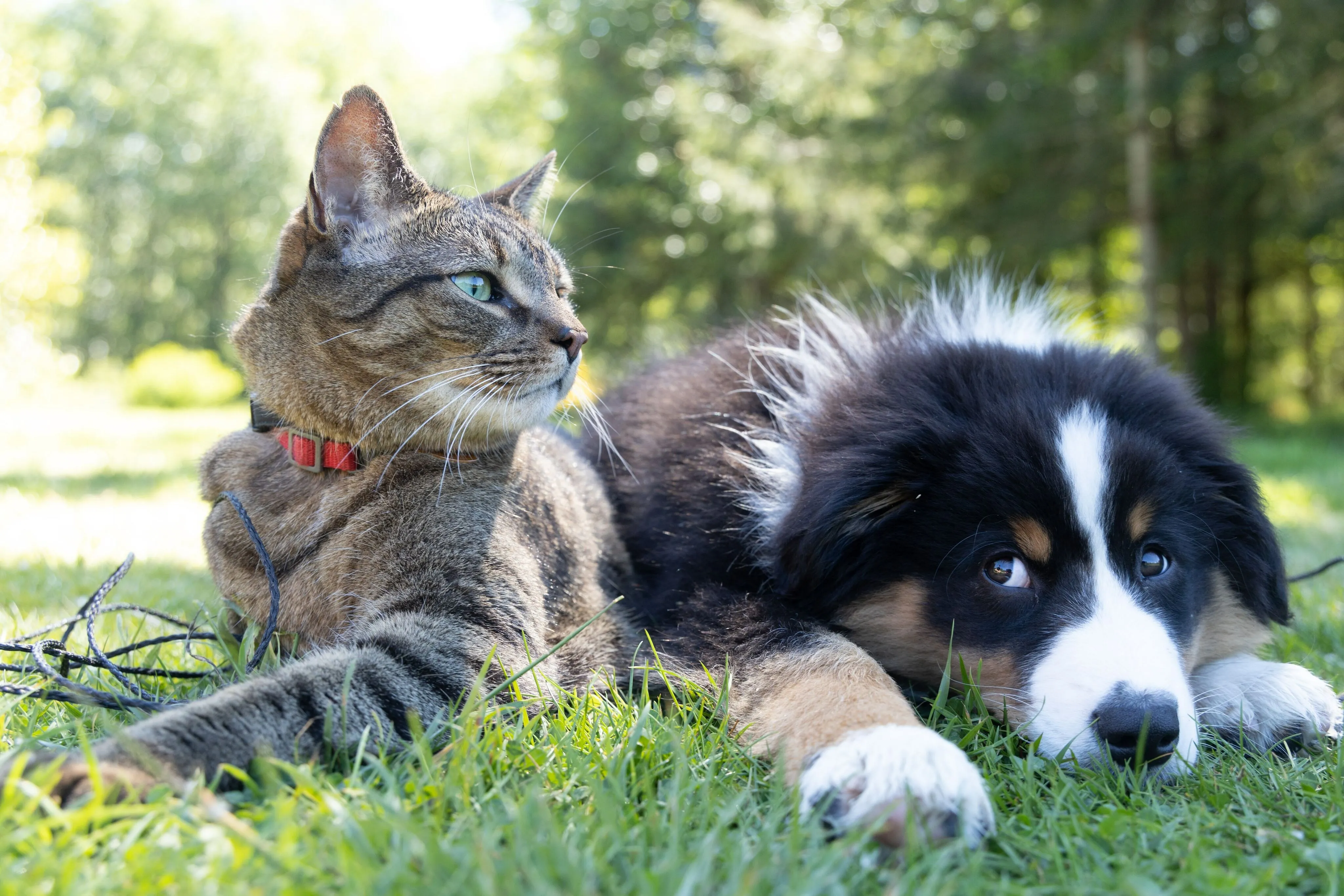 pet friendly cat and dog