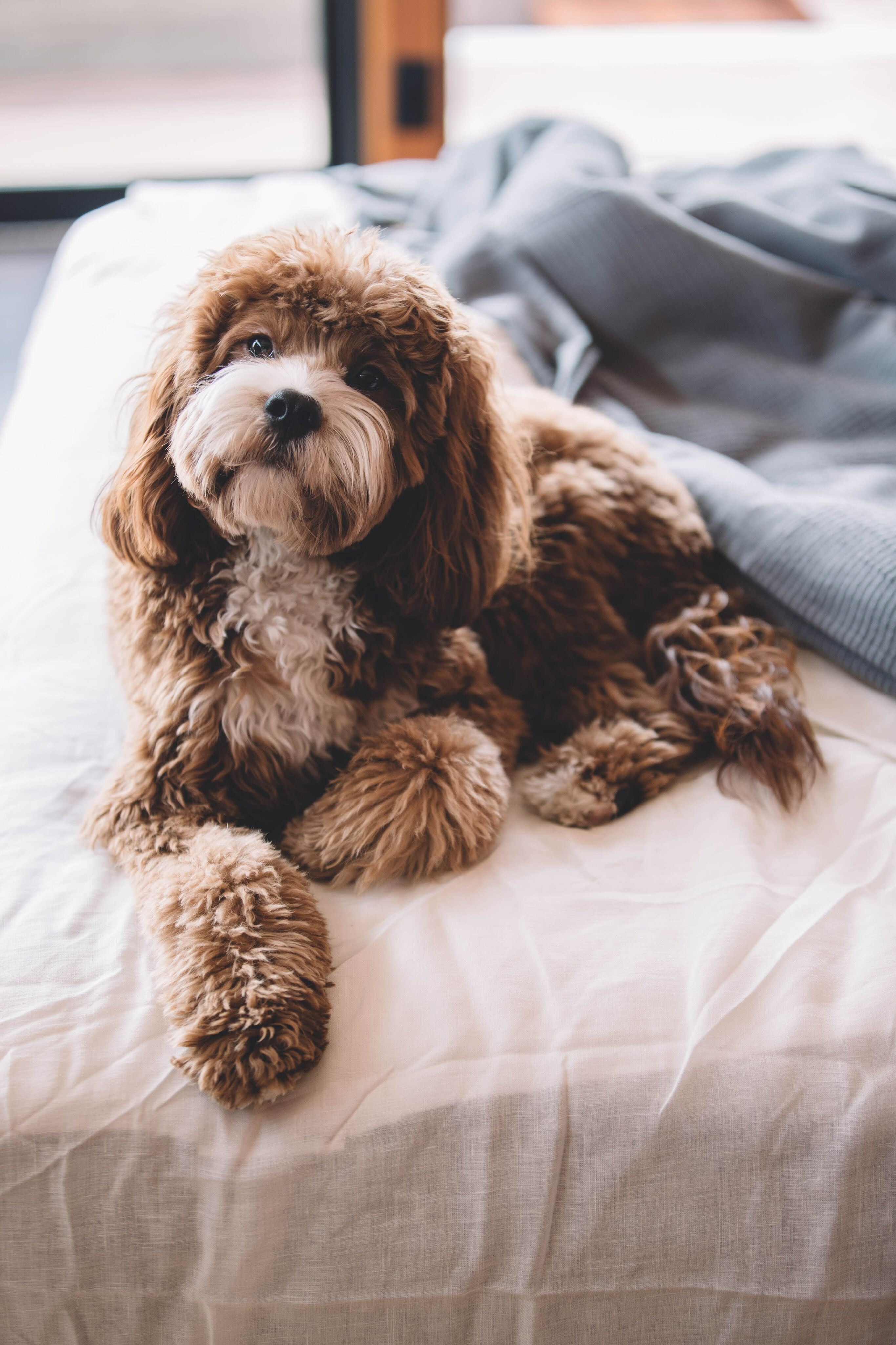 pet friendly dog