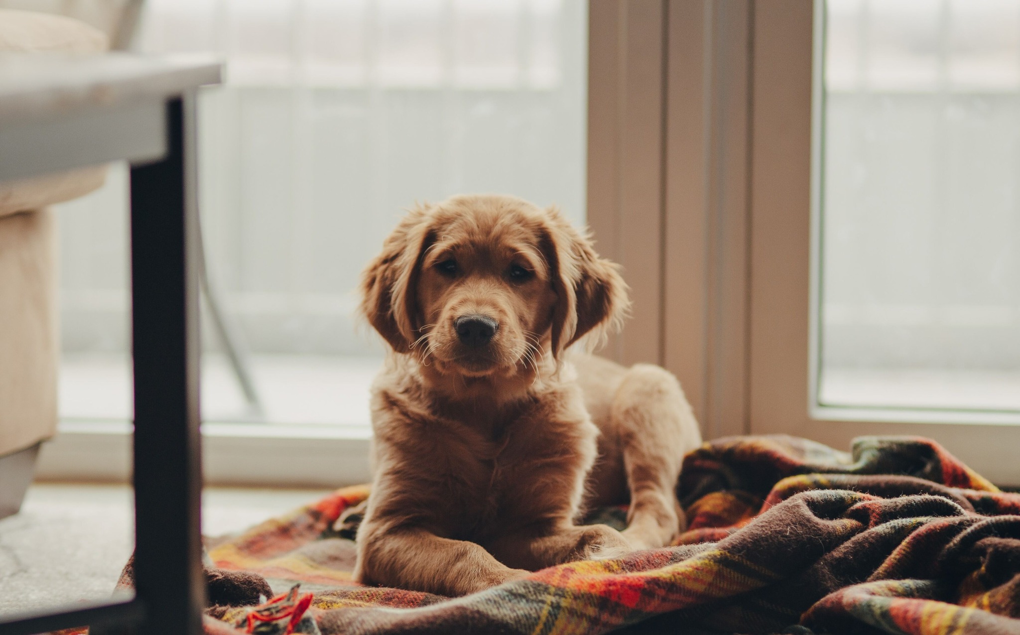 pet friendly dog