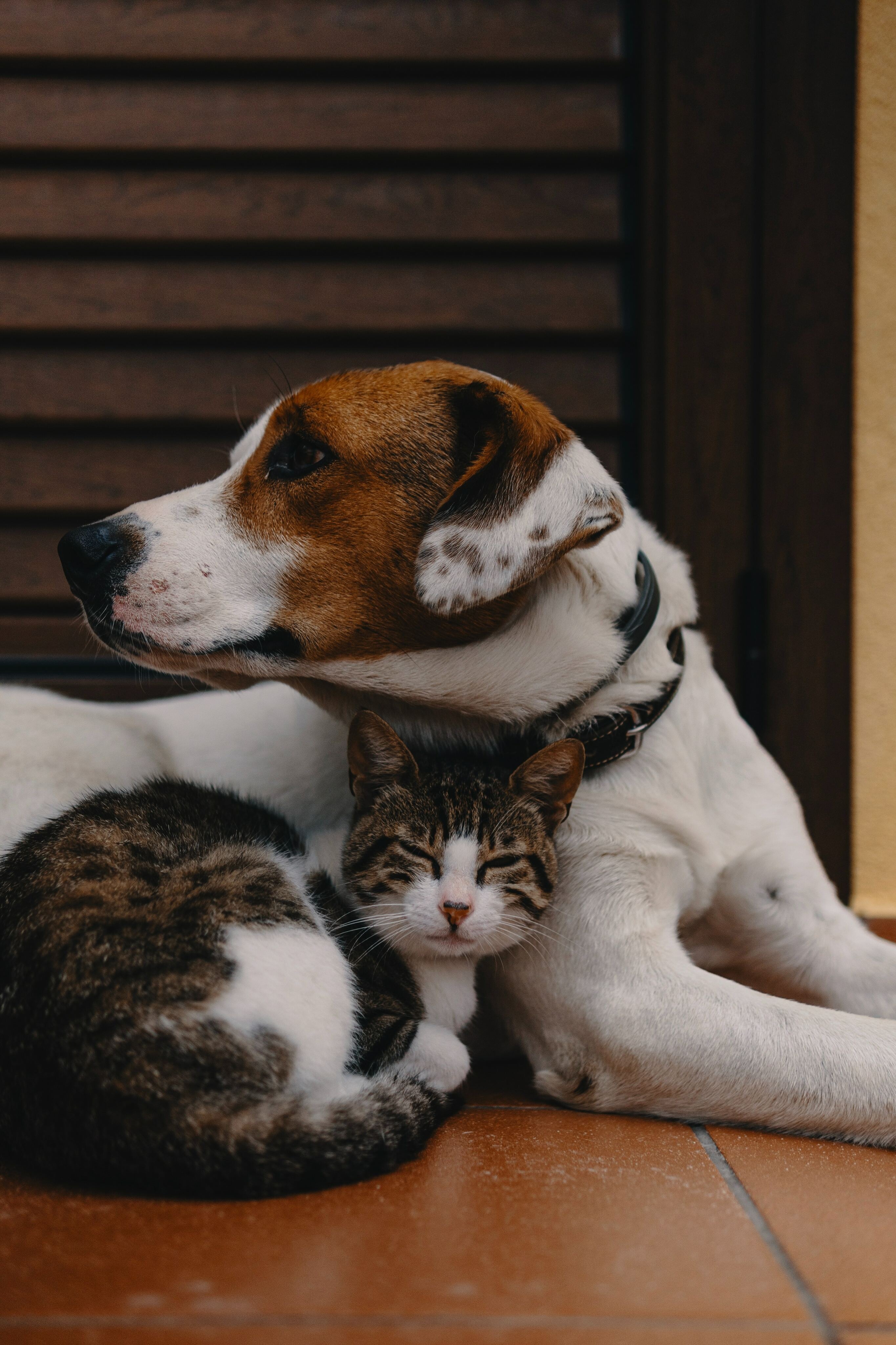 pet friendly cat and dog