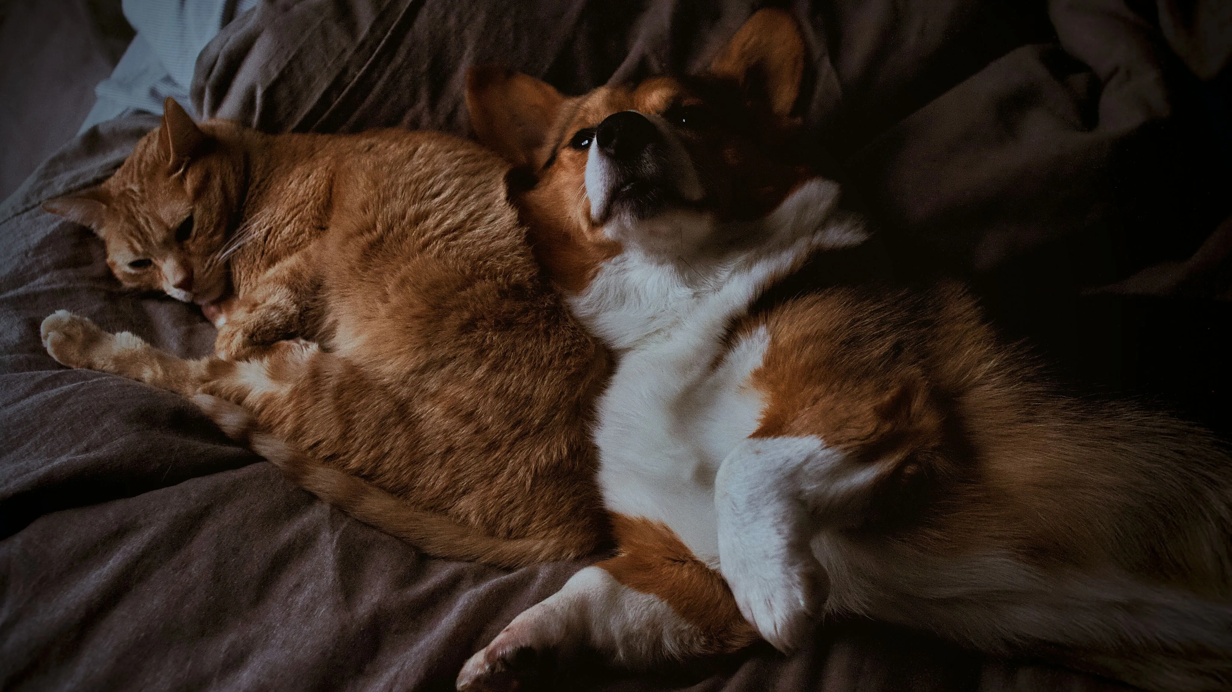 pet friendly dog cat